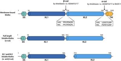 Shedding of Klotho: Functional Implications in Chronic Kidney Disease and Associated Vascular Disease